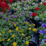 Schöne Blumen und Pflanzen