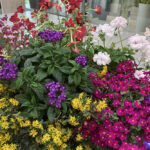 Rabatt bei Blume & Co