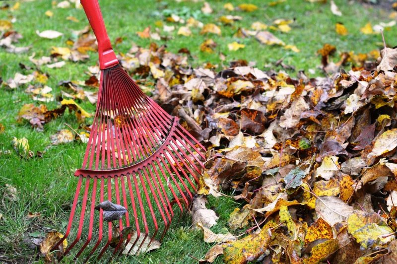 Rake-2876079